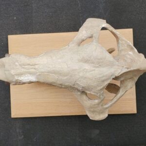 Archaeotherium skull