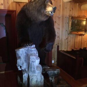 Big Brown Bear Taxidermy