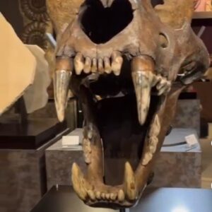 Cave Lion skull (Panthera spelaea)