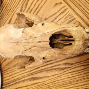 Cave bear skull (Ursus spelaeus)