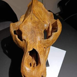 Cave bear skull (Ursus spelaeus)