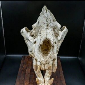 Fossil Giant hyena Skull ( Pachycrocuta brevirostris)