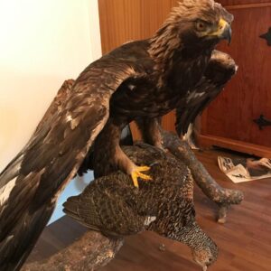 Golden Eagle with prey Taxidermy