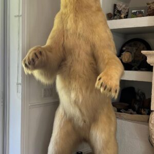 Life Size Polar Bear