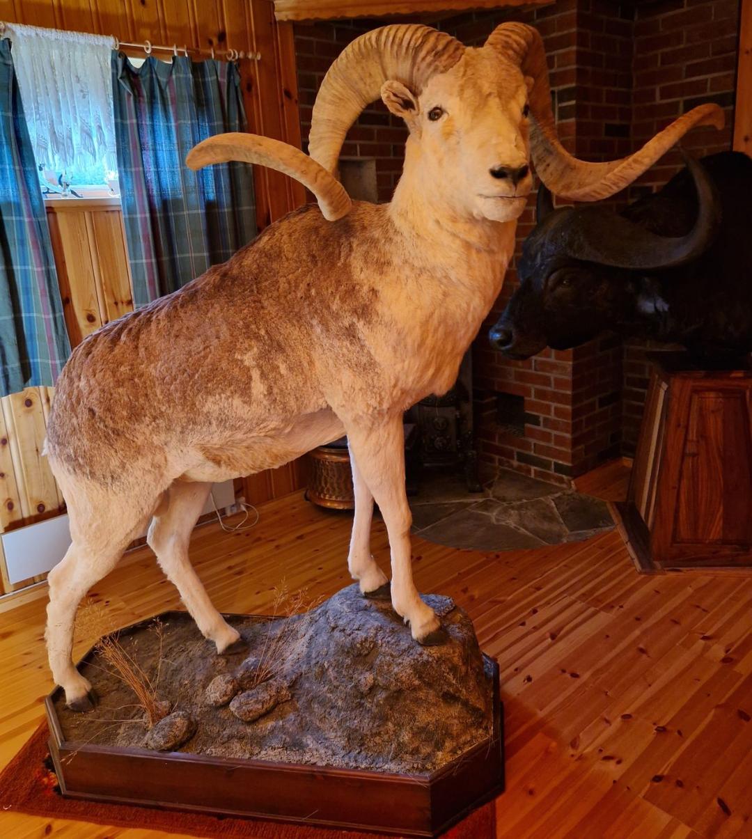 Marco Polo Argali Life size - Image 2