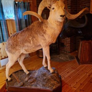 Marco Polo Argali Life size