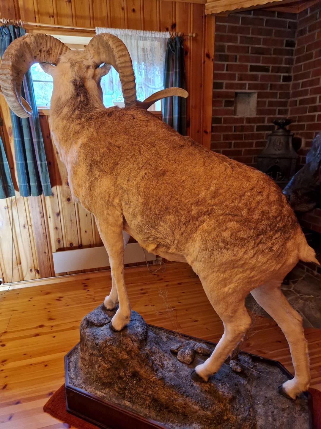 Marco Polo Argali Life size - Image 3