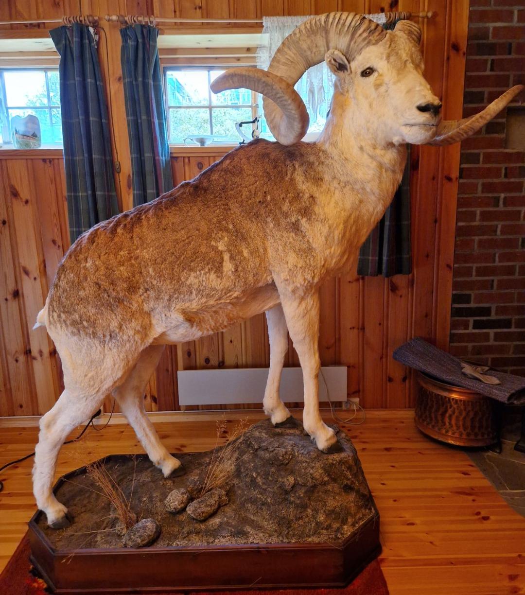 Marco Polo Argali Life size - Image 4