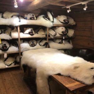 Polar bear rugs with CITES