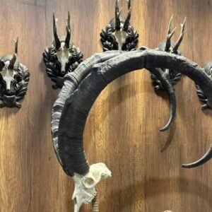 Record Bezoar ibex with Origina skull and horns