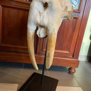 Rubust Walrus skull
