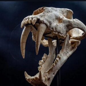 Saber-Toothed Tiger (Amphimachoidus)