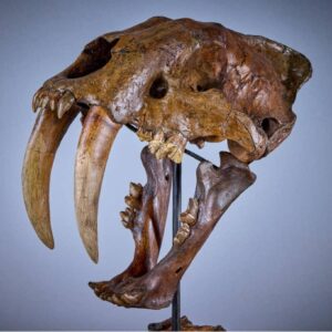 Saber-Toothed Tiger Skull (Smilidon fatalis)