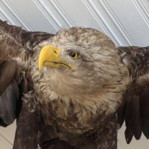 Sea Eagle Taxidermy