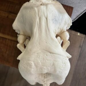 Walrus Skull