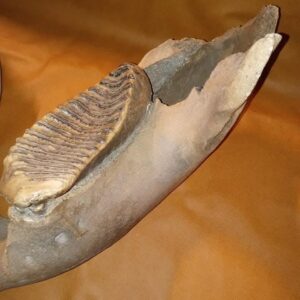 Woolly Mammoth Jaw (Mammuthus primigenius)