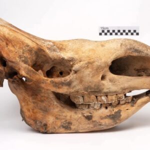 Woolly Rhinoceros skull (Coelodonta antiquitatis)