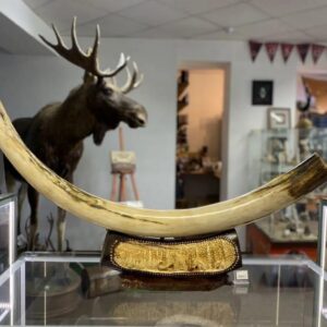 Woolly mammoth Tusk (Mammuthus primigenius)