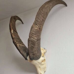 Bezoarhörner und Schädel zu verkaufen