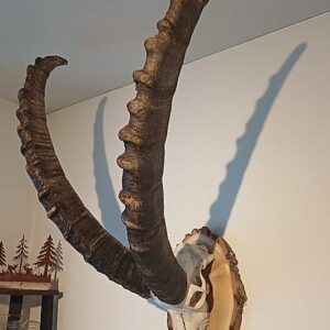 Wunderschöne Steinbockhörner und originaler Schädel.