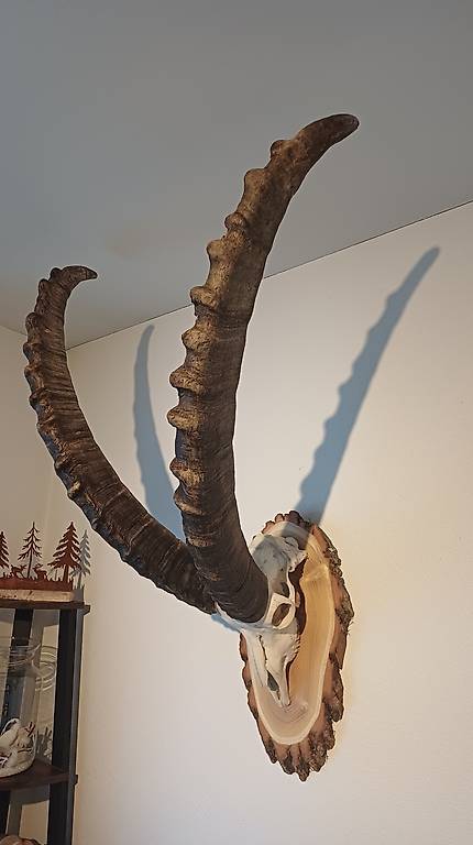 Wunderschöne Steinbockhörner und originaler Schädel.