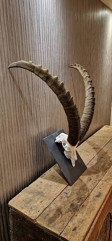Originale Steinbockhörner und -schädel.