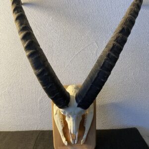 Wunderschöne Steinbockhörner mit originalem Schädel.