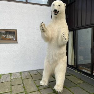 Astounding Polar Bear life-size taxidermy mount