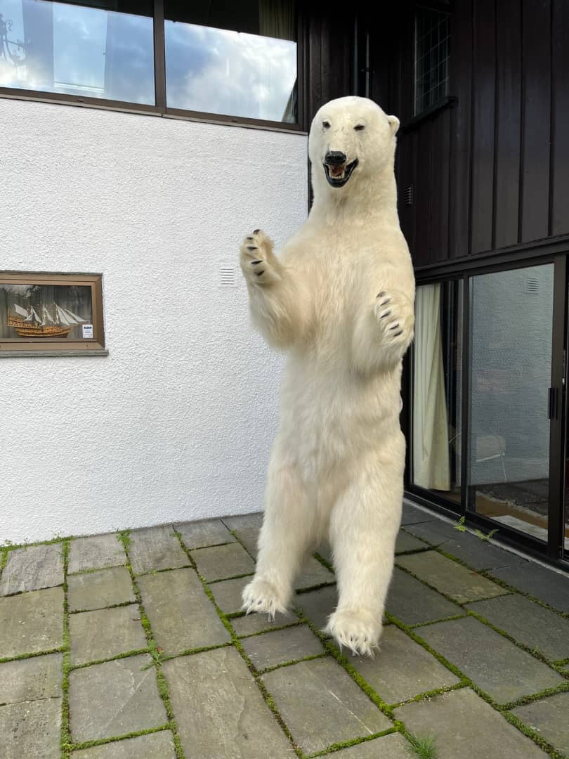 Astounding Polar Bear life-size taxidermy mount