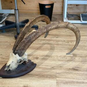 Original Bezoar hörner mit originalem Schädel für Krampus – 111 cm & 98 cm