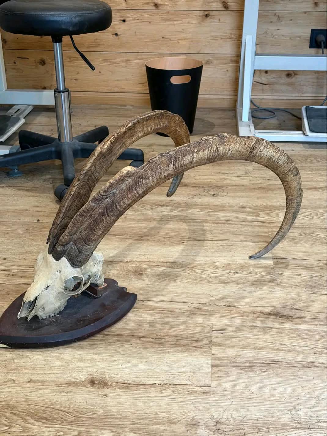 Original Bezoar hörner mit originalem Schädel für Krampus – 111 cm & 98 cm