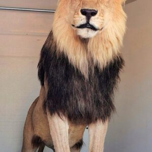 Majestic Male Lion Taxidermy Mount with CITES Certificate