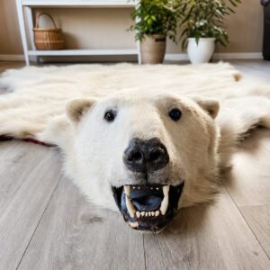 Unique and authentic Large Polar bear rug