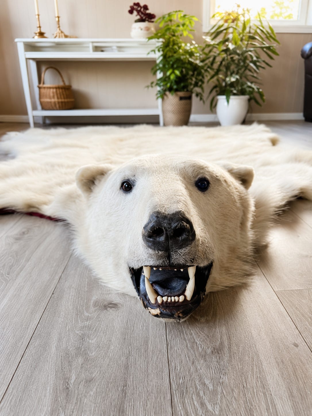 Unique and authentic Large Polar bear rug